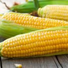 Corn 'Super Sweet 2008' Fruit Corn 100 PCS Seeds