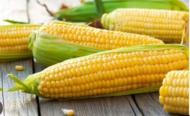 Corn 'Super Sweet 2008' Fruit Corn 100 PCS Seeds