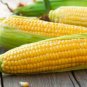 Corn 'Super Sweet 2008' Fruit Corn 100 PCS Seeds