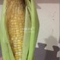 Corn 'Super Sweet 2008' Fruit Corn 100 PCS Seeds