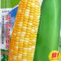 Corn 'Super Sweet 2008' Fruit Corn 100 PCS Seeds