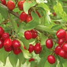 Cornelian Cherry Seeds Cornus Dogwood 10 PCS Seeds