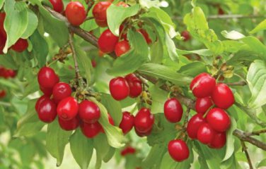 Cornelian Cherry Seeds Cornus Dogwood 10 PCS Seeds