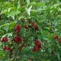 Cornelian Cherry Seeds Cornus Dogwood 10 PCS Seeds