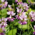 Coronilla Varia Heirloom Bonsai Flowers 50 PCS Seeds