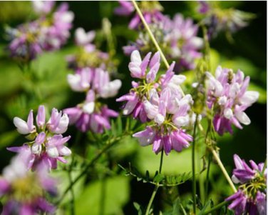 Coronilla Varia Heirloom Bonsai Flowers 50 PCS Seeds