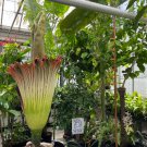 Corpse Flowers The Titan Arum 50 PCS Seeds Corpse Flowers The Titan Arum 50 PCS Seeds