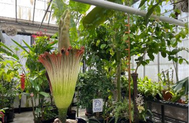 Corpse Flowers The Titan Arum 50 PCS Seeds