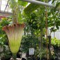 Corpse Flowers The Titan Arum 50 PCS Seeds