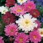 Cosmos Bipinnatus Coreopsis Cosmos Double Flowers 20 PCS Seeds