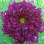 Cosmos Bipinnatus Coreopsis Cosmos Double Flowers 20 PCS Seeds