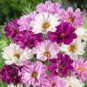 Cosmos Bipinnatus Coreopsis Cosmos Double Flowers 20 PCS Seeds