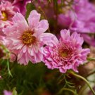 Cosmos Bipinnatus Double Bonbon Rose Pink Bicolour Perennial Flowers 50 PCS Seeds