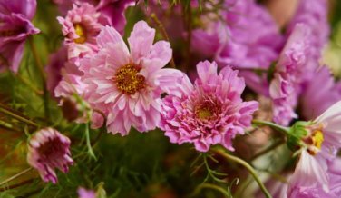 Cosmos Bipinnatus Double Bonbon Rose Pink Bicolour Perennial Flowers 50 PCS Seeds