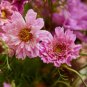 Cosmos Bipinnatus Double Bonbon Rose Pink Bicolour Perennial Flowers 50 PCS Seeds