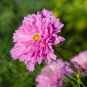 Cosmos Bipinnatus Double Bonbon Rose Pink Bicolour Perennial Flowers 50 PCS Seeds