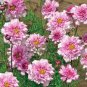 Cosmos Bipinnatus Double Bonbon Rose Pink Bicolour Perennial Flowers 50 PCS Seeds