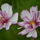 Cosmos Bipinnatus Fizzy Rose Picotee Flower 50 PCS Seeds