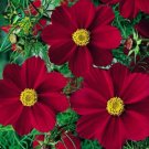 Cosmos Coreopsis Blackish Coffee Red Striped Dark Red White 50 PCS Seeds