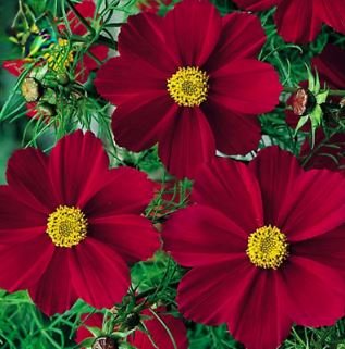 Cosmos Coreopsis Blackish Coffee Red Striped Dark Red White 50 PCS Seeds