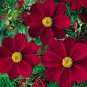 Cosmos Coreopsis Blackish Coffee Red Striped Dark Red White 50 PCS Seeds