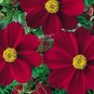 Cosmos Coreopsis Blackish Coffee Red Striped Dark Red White 50 PCS Seeds