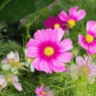 Cosmos Coreopsis Double Petals Dark Red White Pink Hybrid Mix Perennial Flower 50 PCS Seeds