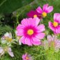 Cosmos Coreopsis Double Petals Dark Red White Pink Hybrid Mix Perennial Flower 50 PCS Seeds