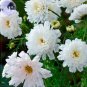 Cosmos Coreopsis Double Petals Dark Red White Pink Hybrid Mix Perennial Flower 50 PCS Seeds