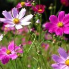 Cosmos Flower Seeds Acid Blue Double Flowers with Purple-Black Centre 100 PCS Seeds