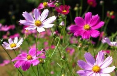 Cosmos Flower Seeds Acid Blue Double Flowers with Purple-Black Centre 100 PCS Seeds