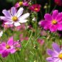 Cosmos Flower Seeds Acid Blue Double Flowers with Purple-Black Centre 100 PCS Seeds