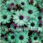 Cosmos Flower Seeds Acid Blue Double Flowers with Purple-Black Centre 100 PCS Seeds
