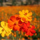 Cosmos sulphureus Bright Lights Mix Cosmos 50 PCS Seeds Cosmos sulphureus Bright Lights Mix Cosmos 50 PCS Seeds