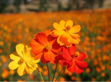 Cosmos sulphureus Bright Lights Mix Cosmos 50 PCS Seeds