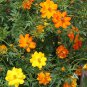 Cosmos sulphureus Bright Lights Mix Cosmos 50 PCS Seeds