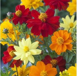 Cosmos Sulphureus Seeds Balcony Potted Flowers Chrysanthemum 60 PCS Seeds