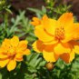 Cosmos Sulphureus Seeds Balcony Potted Flowers Chrysanthemum 60 PCS Seeds