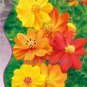 Cosmos Sulphureus Seeds Balcony Potted Flowers Chrysanthemum 60 PCS Seeds