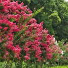 Crape Myrtle Bonsai Mixed Perennial Tree Flower 5 PCS Seeds Crape Myrtle Bonsai Mixed Perennial Tree Flower 5 PCS Seeds