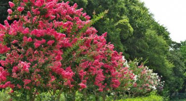 Crape Myrtle Bonsai Mixed Perennial Tree Flower 5 PCS Seeds