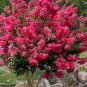Crape Myrtle Bonsai Mixed Perennial Tree Flower 5 PCS Seeds
