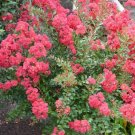 Crapemyrtle Lagerstroemia Indica Tree Flower 100 PCS Seeds Crapemyrtle Lagerstroemia Indica Tree Flower 100 PCS Seeds