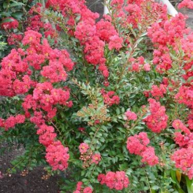 Crapemyrtle Lagerstroemia Indica Tree Flower 100 PCS Seeds