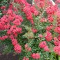Crapemyrtle Lagerstroemia Indica Tree Flower 100 PCS Seeds