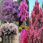 Crapemyrtle Lagerstroemia Indica Tree Flower 100 PCS Seeds