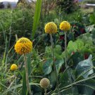 Craspedia Billy Balls Yellow Flower 10 PCS Seeds Craspedia Billy Balls Yellow Flower 10 PCS Seeds