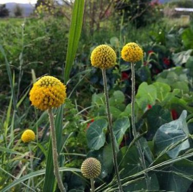 Craspedia Billy Balls Yellow Flower 10 PCS Seeds