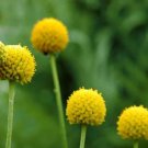 Craspedia Globosa Seeds Yellow Drumstick Perennial Billy Buttons 100 PCS Seeds Craspedia Globosa Seeds Yellow Drumstick Perennial Billy Buttons 100 PCS Seeds