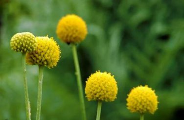 Craspedia Globosa Seeds Yellow Drumstick Perennial Billy Buttons 100 PCS Seeds